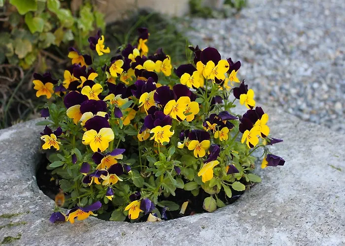 Rubino Con Giardino E Jacuzzi Vista 斯特雷萨