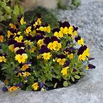 Rubino Con Giardino E Jacuzzi Vista Στρέσα